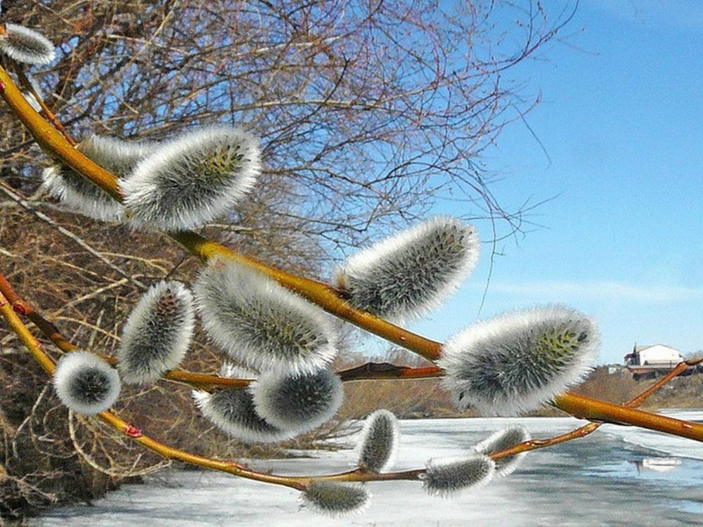 Весенний Солнцеворот, Вербоносица