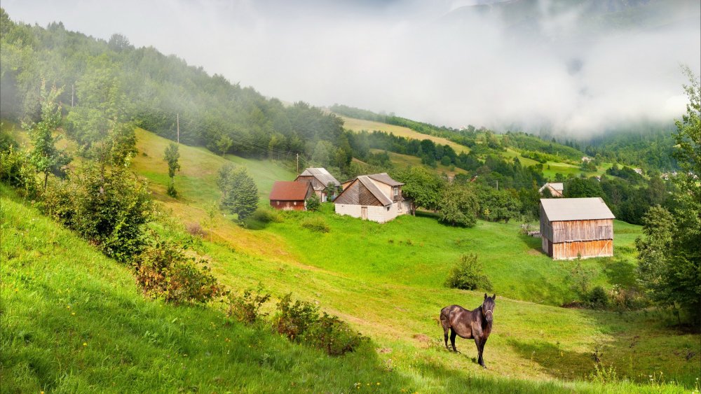 Лето в деревне