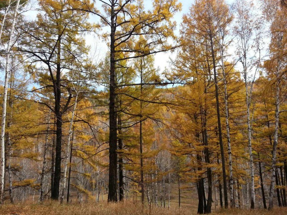 Забайкальская осень пейзаж