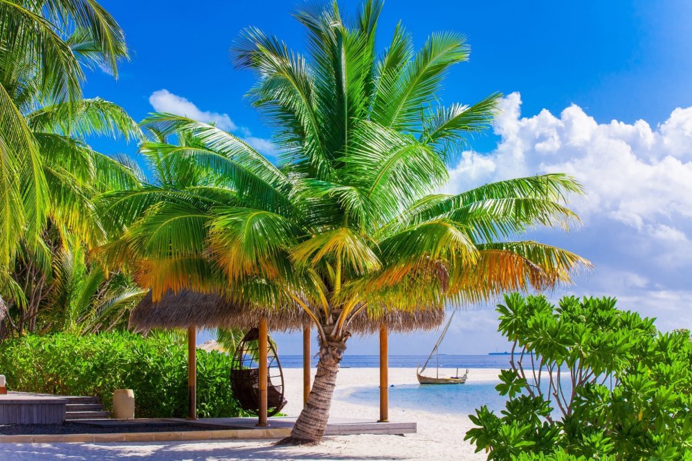 Мальдивы рай пляжи пальмы тропики