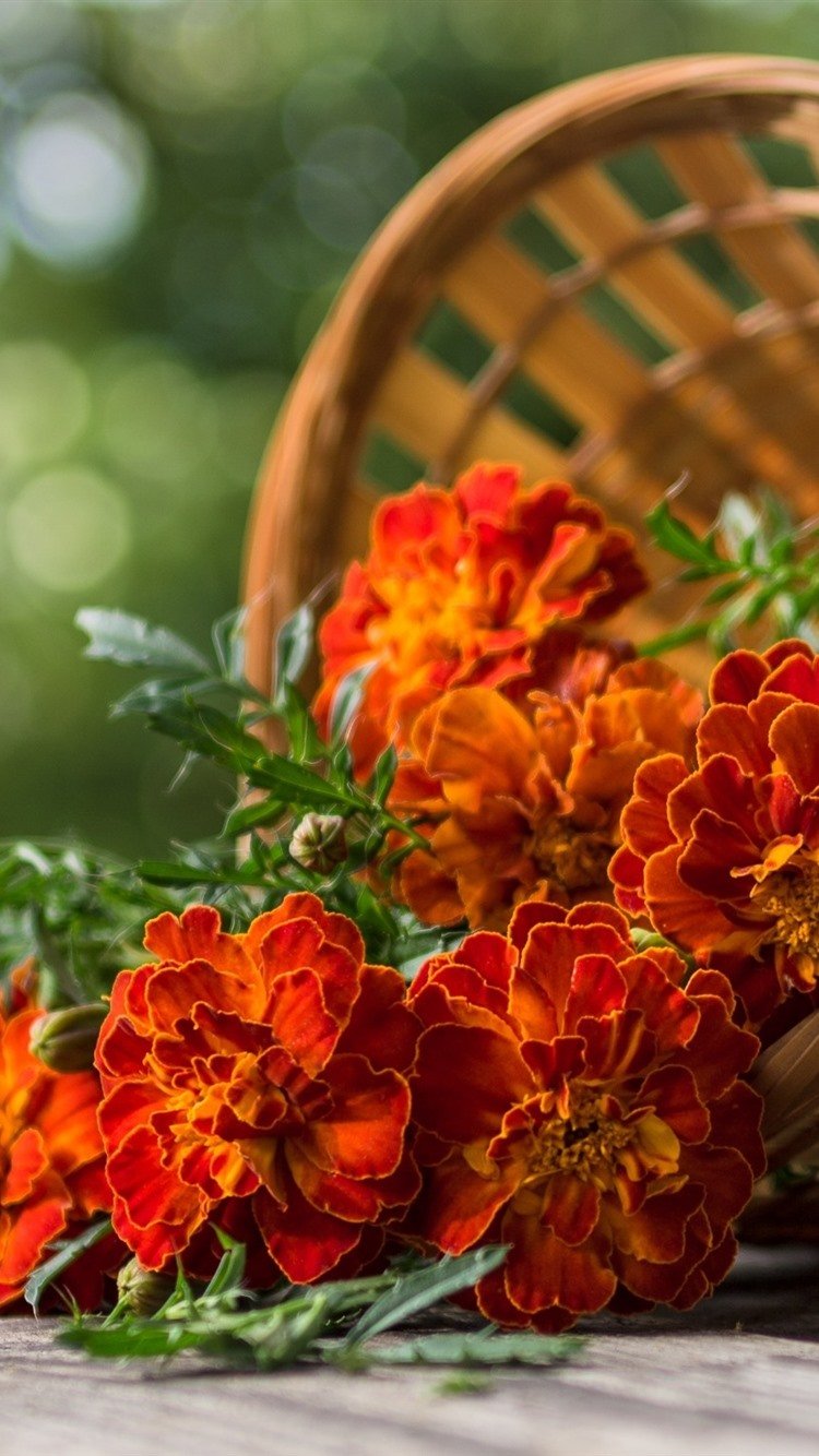 Оранжевые цветы бархатцы
