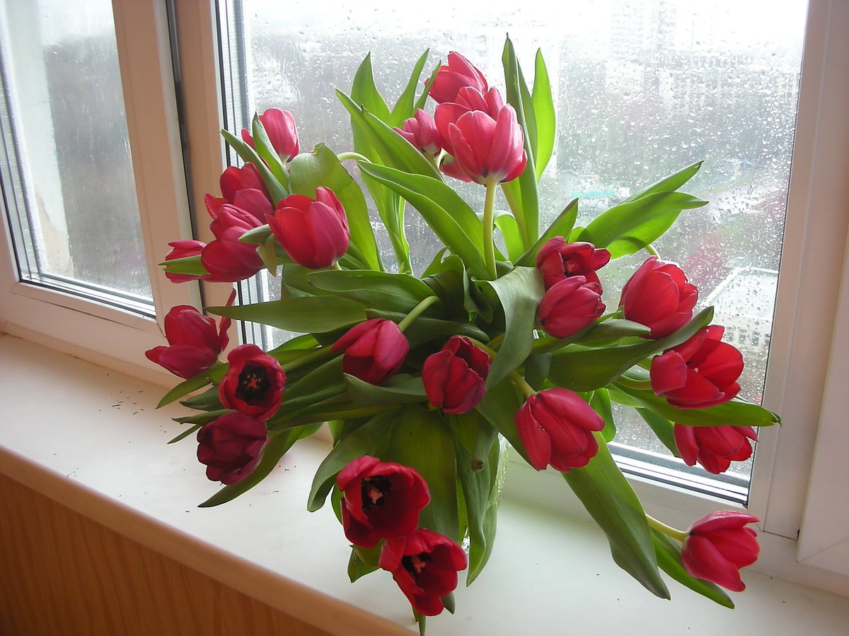Букет тюльпанов на окне