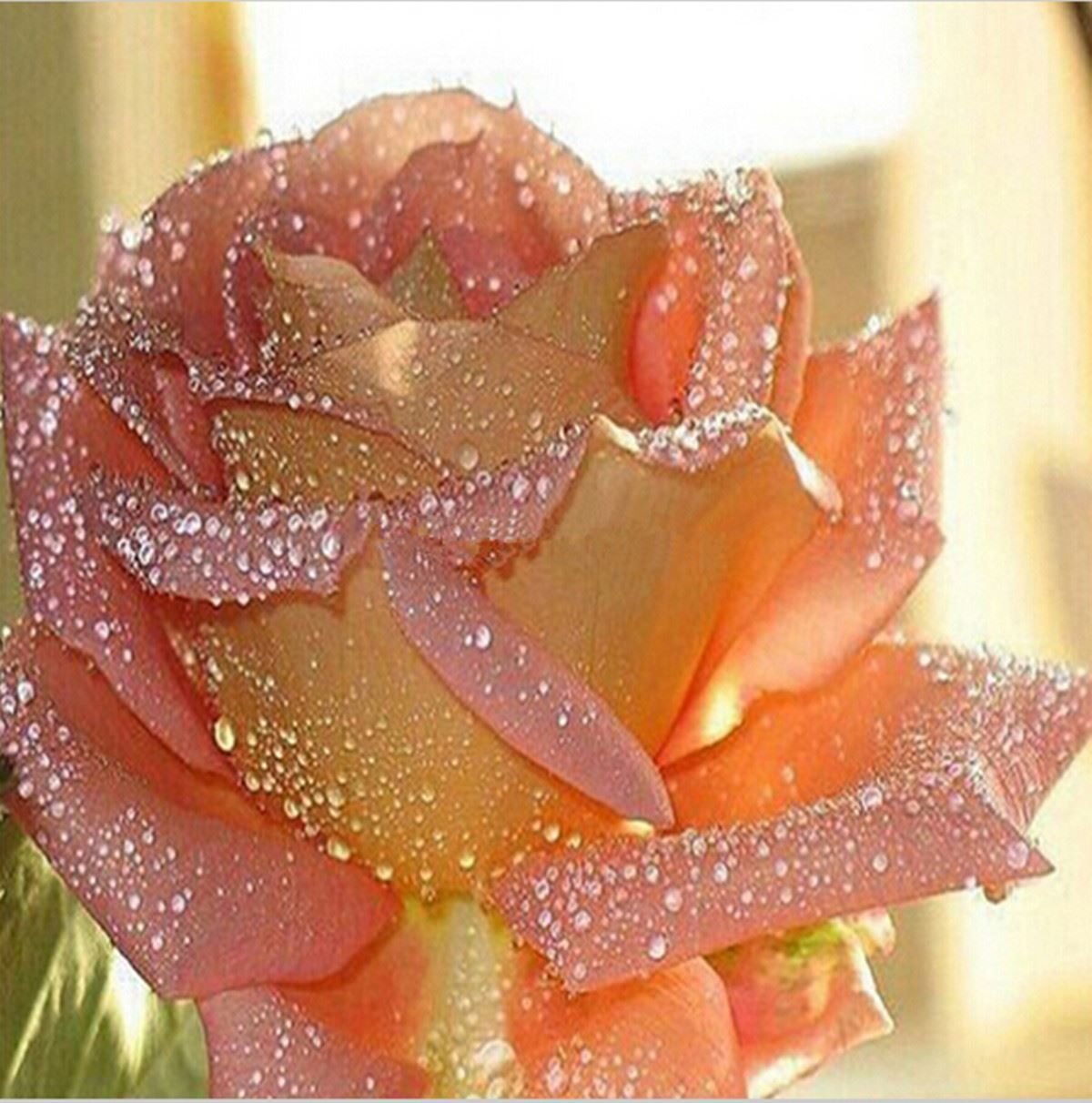 красивые розы фото хорошего качества мерцающие
