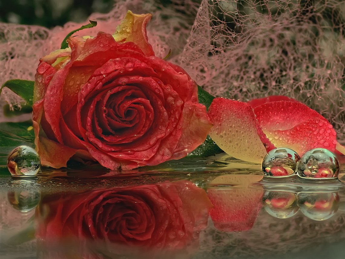 Красивые розы в воде