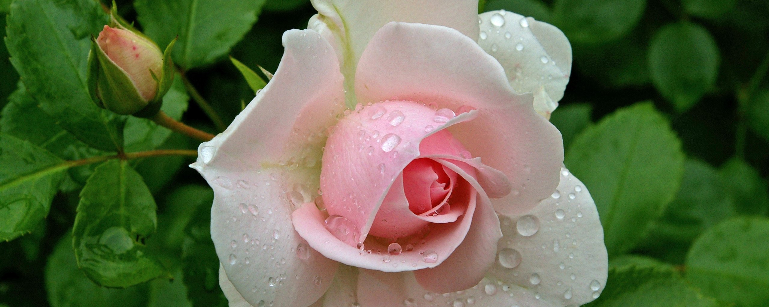 Красивая белая роза с капельками росы