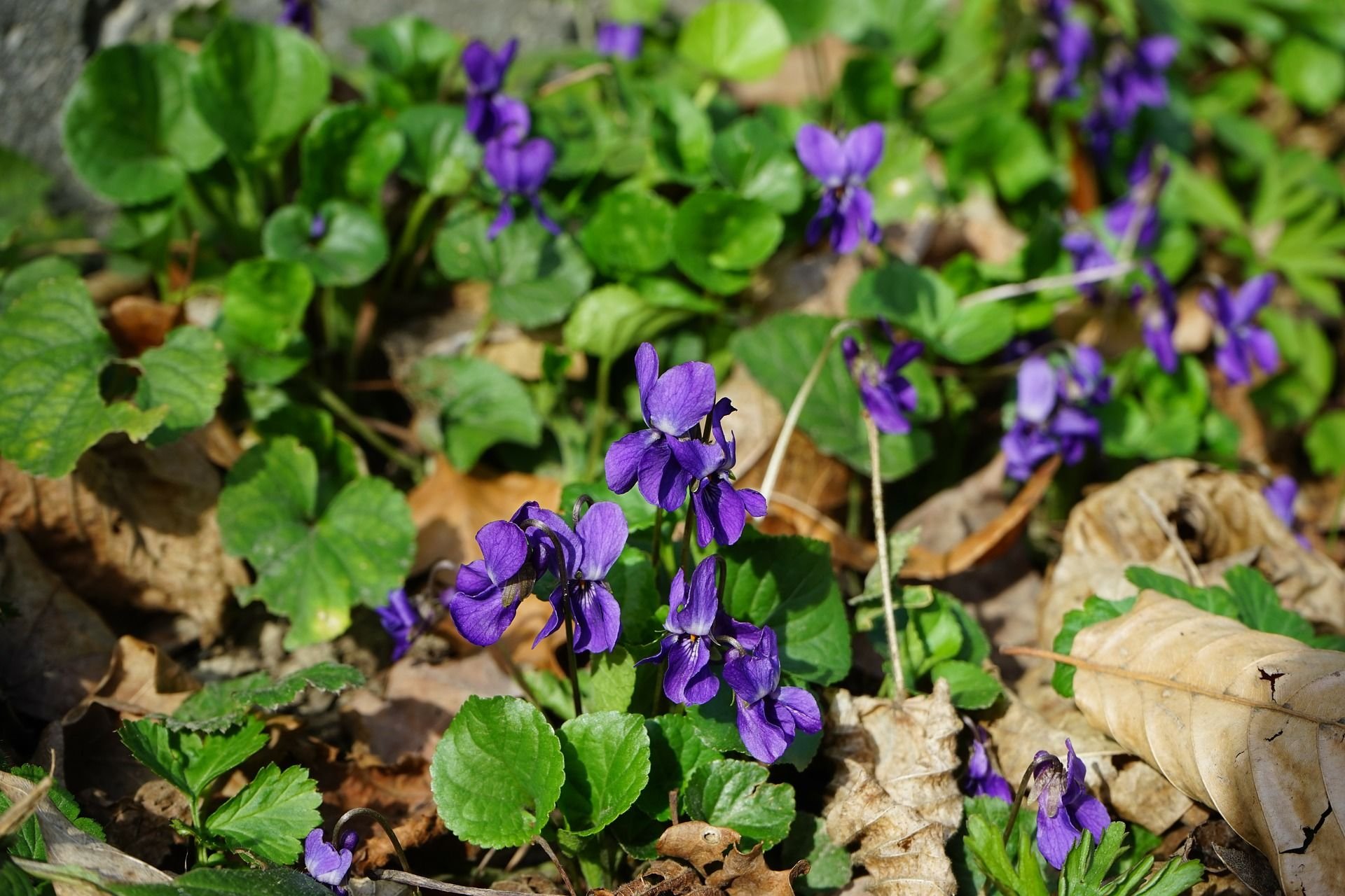 Viola odorata фиалка душистая