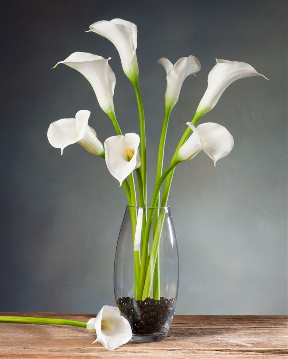 Calla Lily цветок