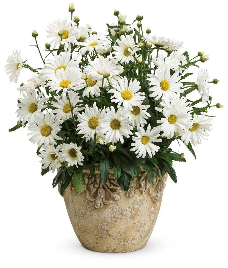 Leucanthemum Daisy May