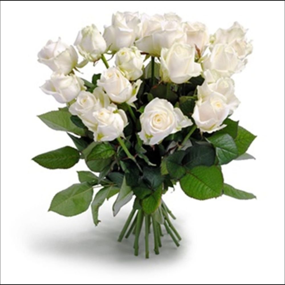 Красивый букет белых роз на белом фоне
