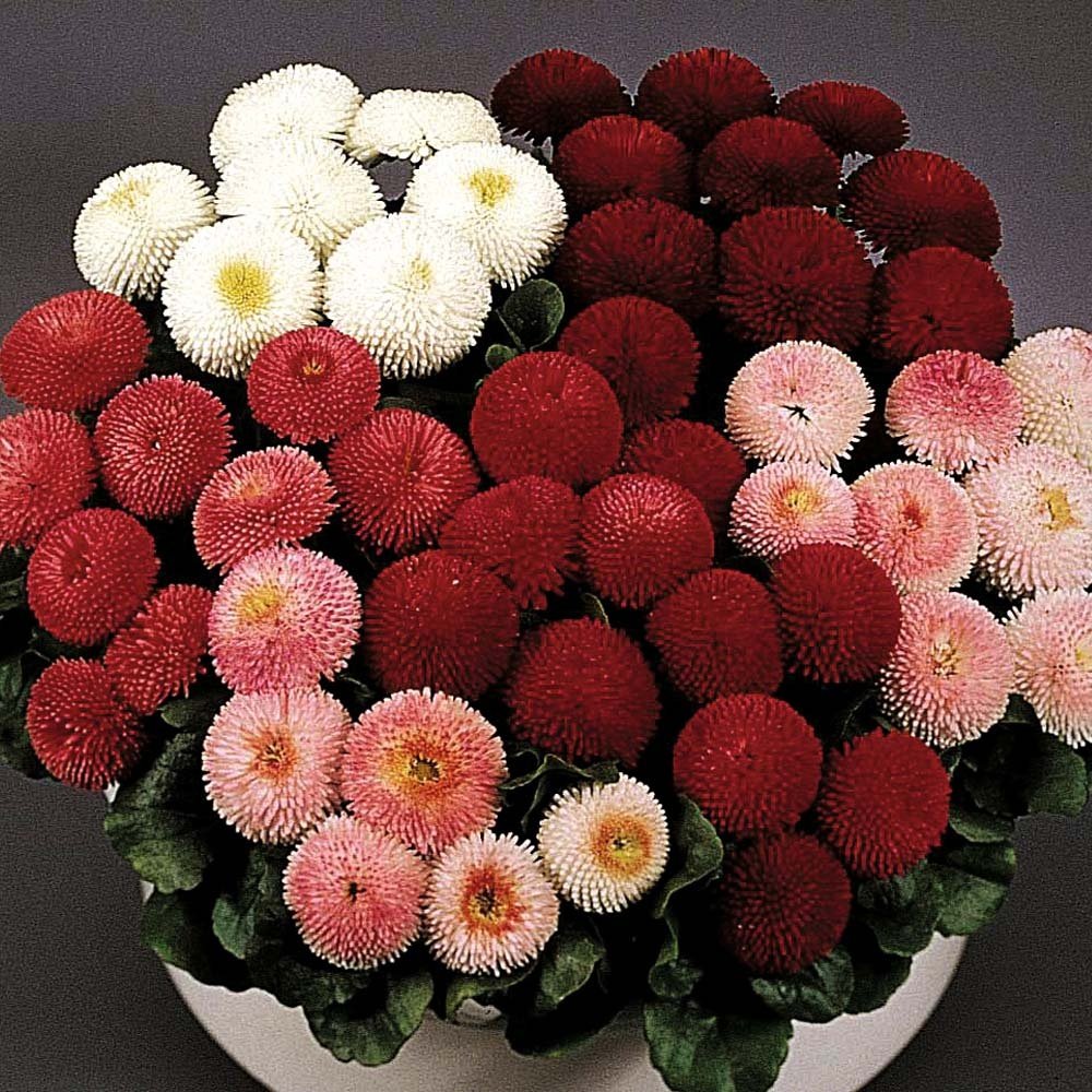 Маргаритка многолетняя Bellis perennis