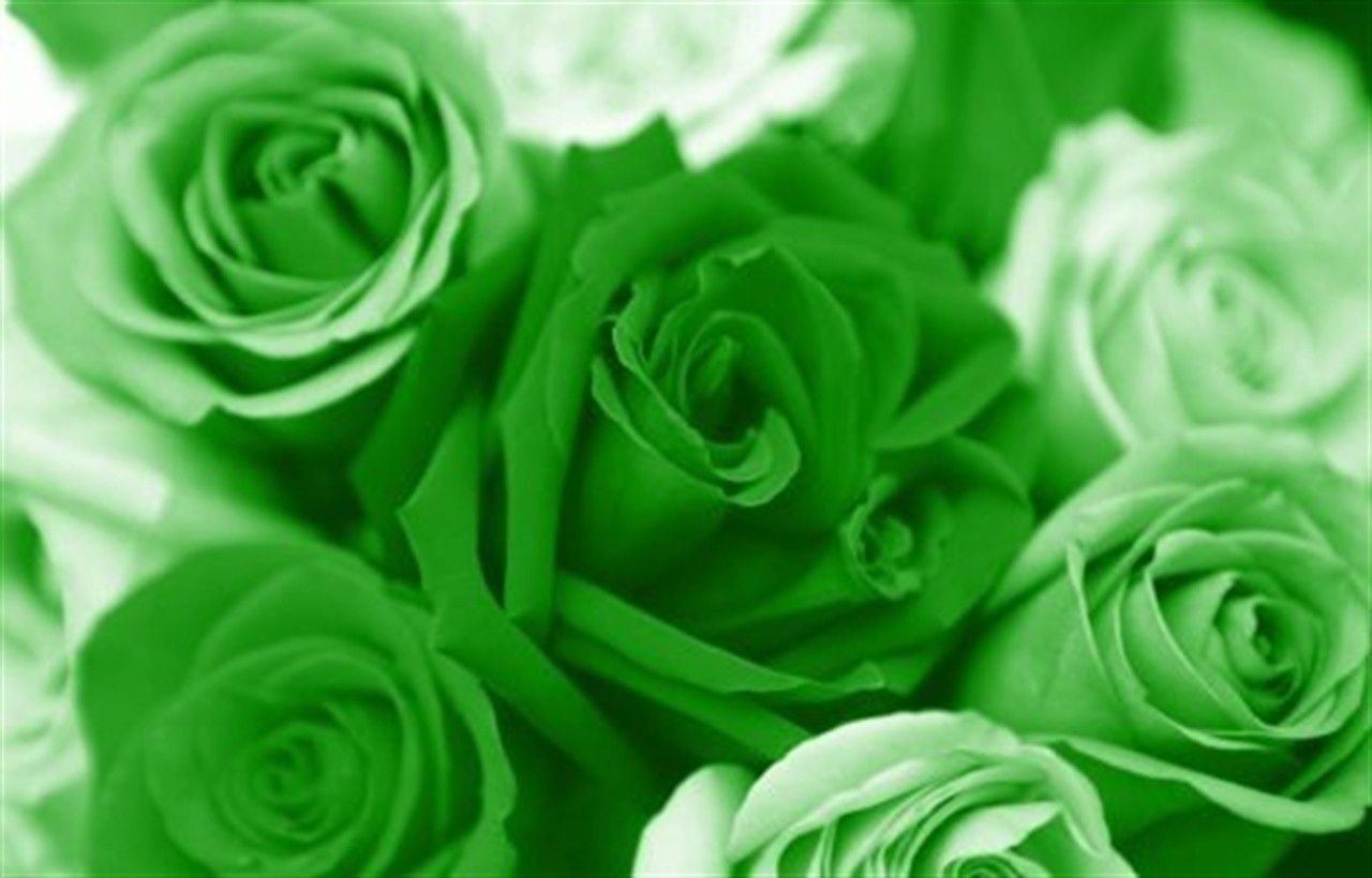 Розы на зеленом фоне