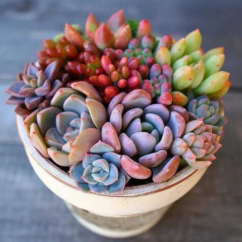 Суккулент эхеверия Echeveria