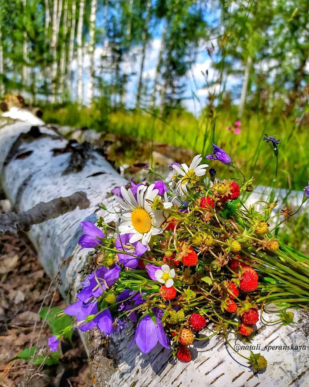 Летние Цветы В Лесу
