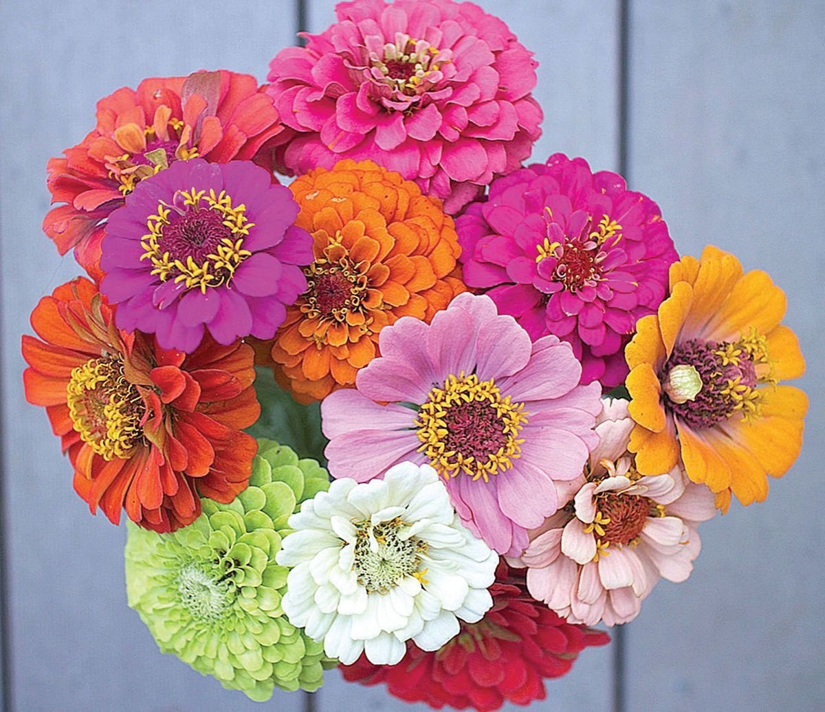 Zinnia Flower