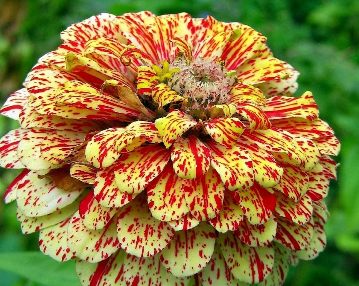 Zinnia Flower