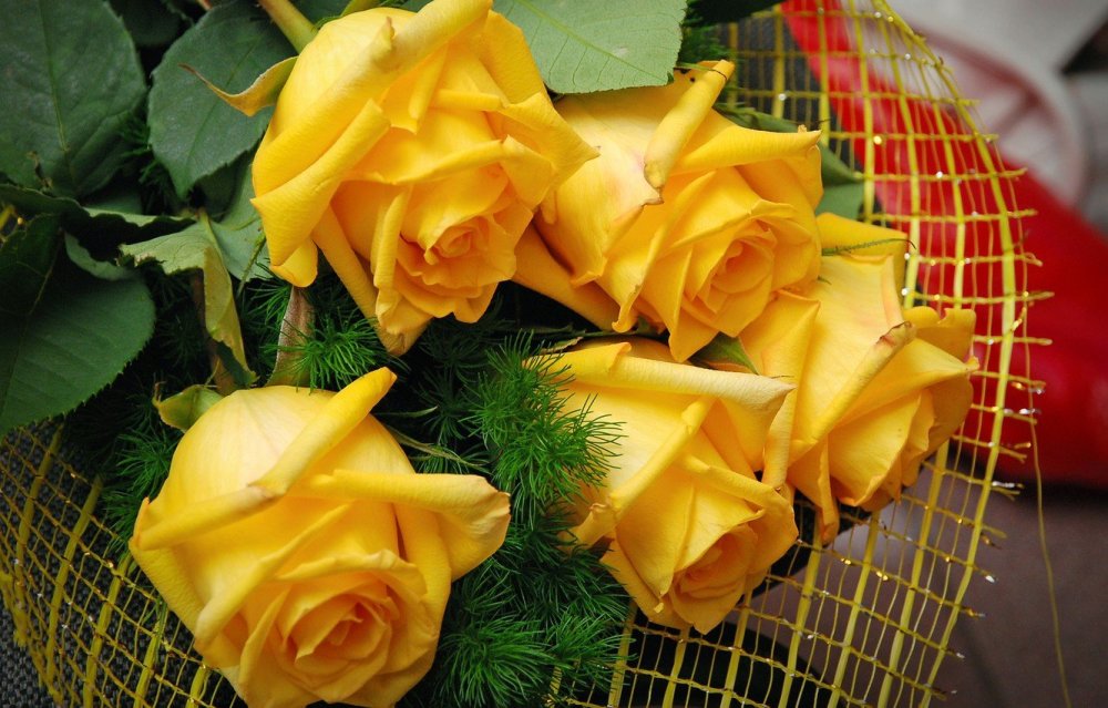 Роза 60 см (желтая) Илиос