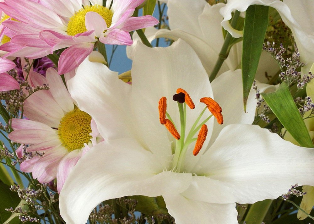 Цветы Богородицы белые лилии