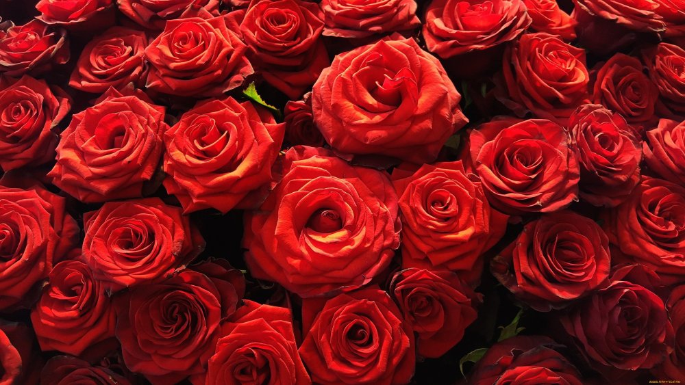 Красные розы на столе
