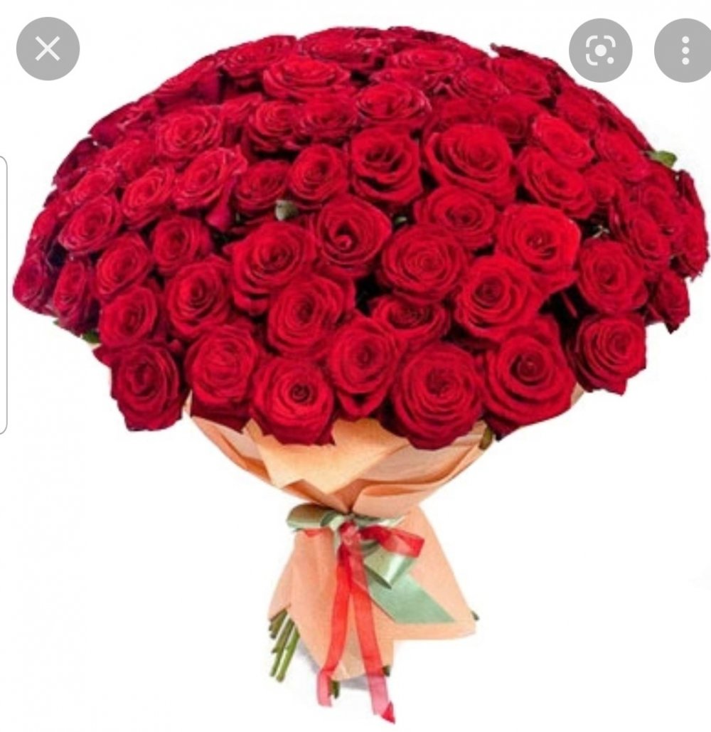 Огромный букет бордовых роз
