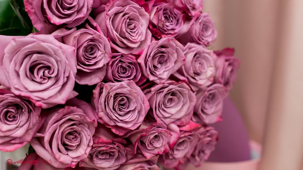 Розово-лиловые розы