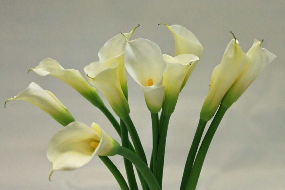 Calla Lilies Flowers