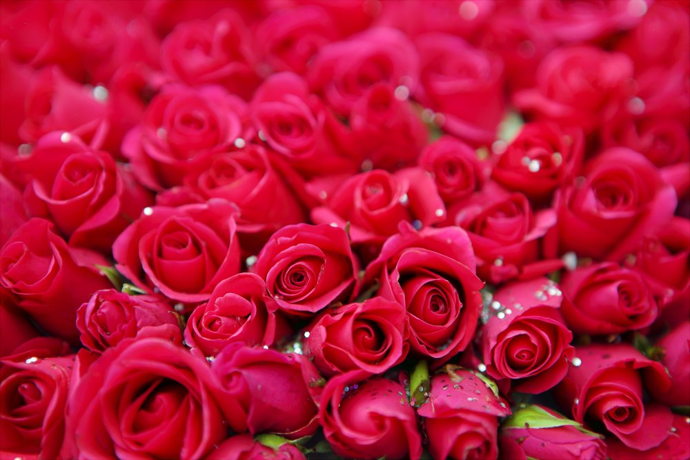 Миллион красных роз
