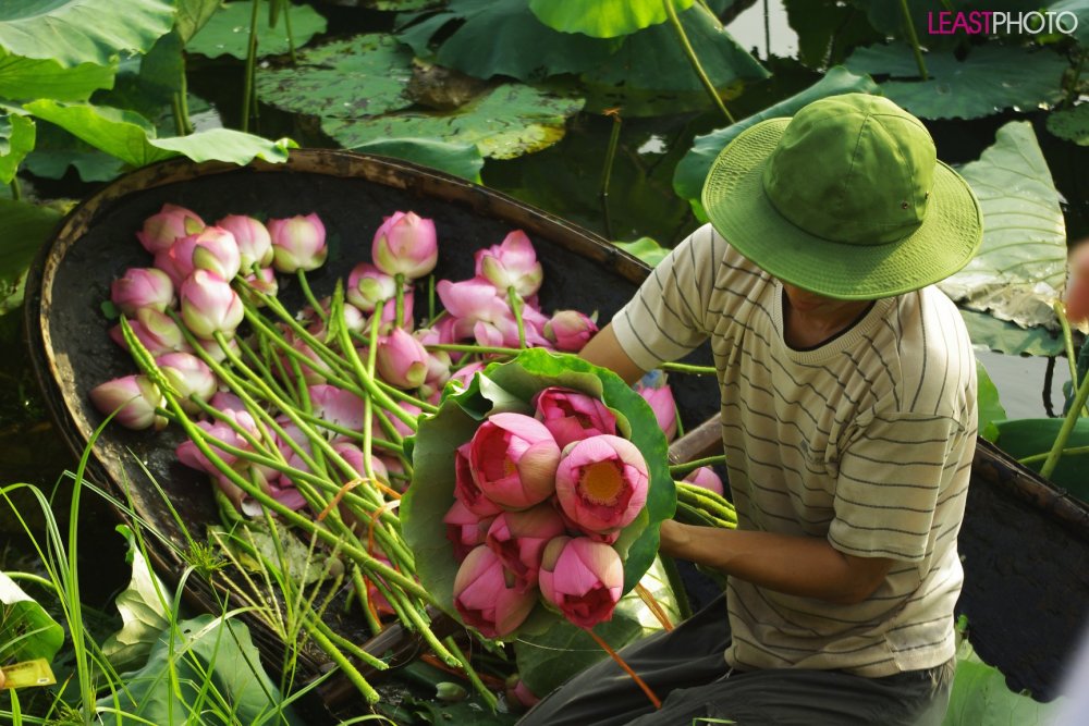 Вьетнам цветение лотосов