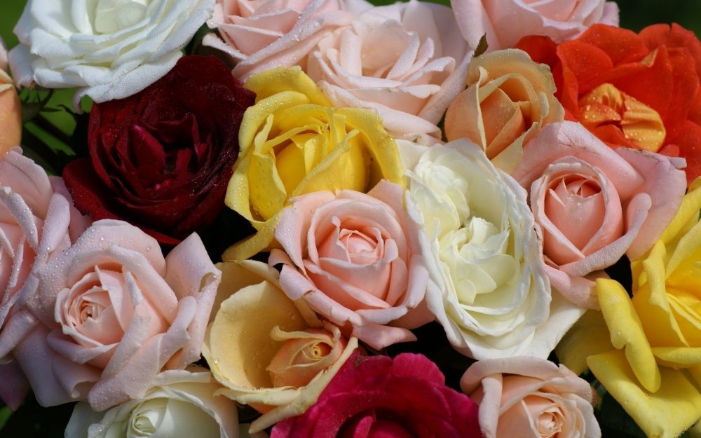Розы разных цветов
