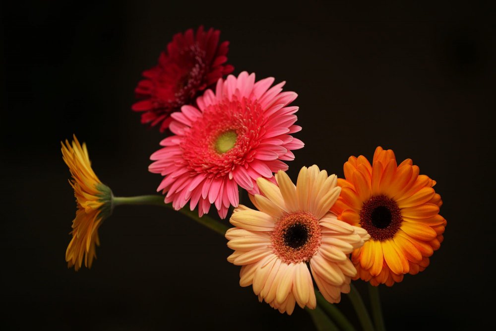 Гербера (Gerbera)