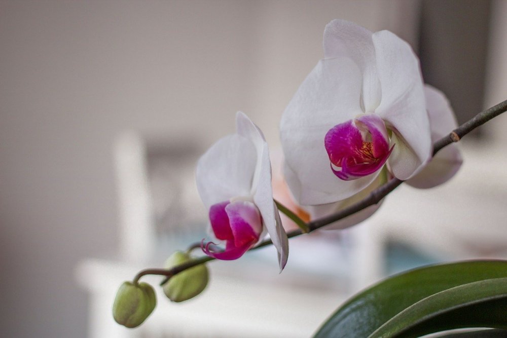 Орхидеи фаленопсис красно-белая