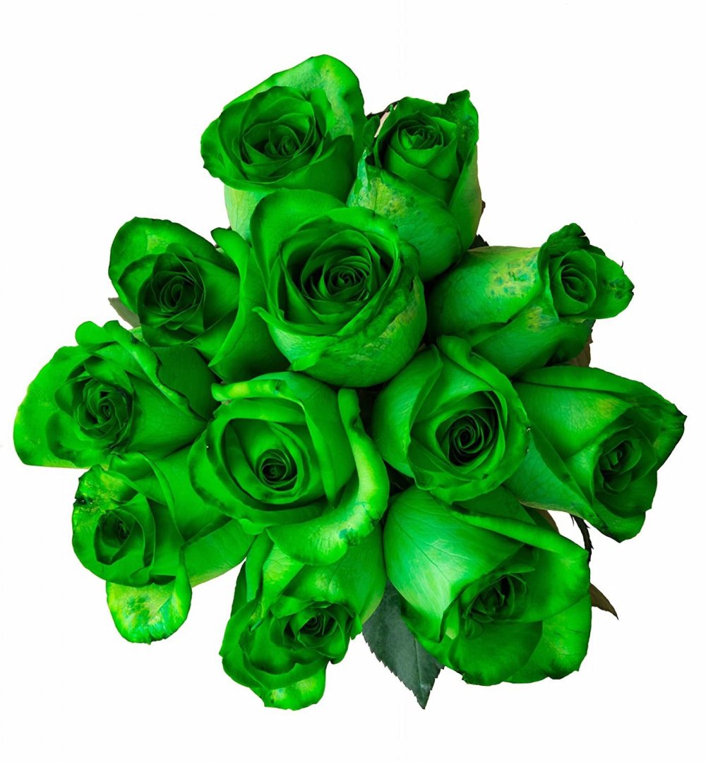 Роза АННАКИРА зеленая