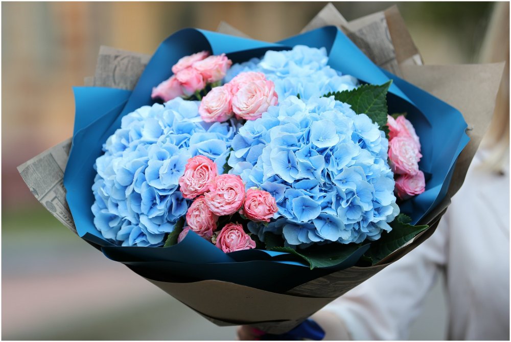 Гортензия Bouquet Rose