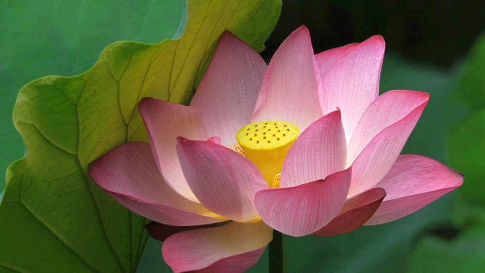 Лотосовый гибрид Lotus Queen
