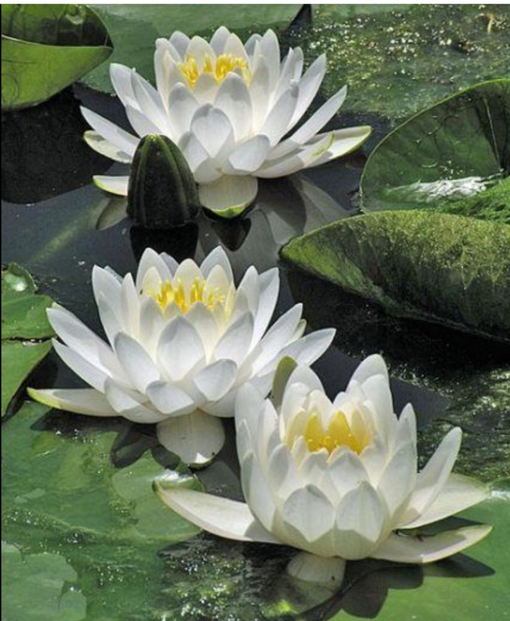 Растение кувшинка белая водяная Лилия
