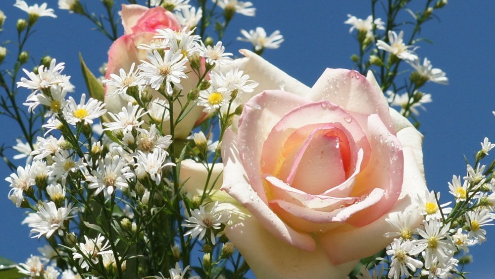 Красивые цветы розы и ромашки