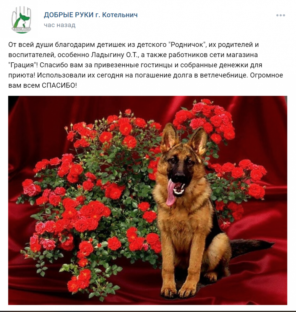 Собака с букетом цветов