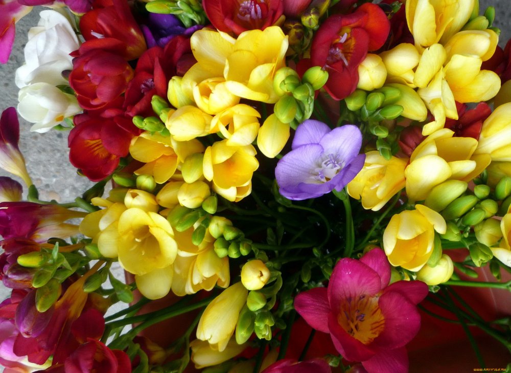 Фрезия (Freesia)