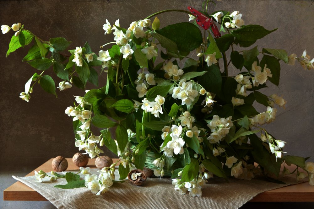 Jasminum still Life