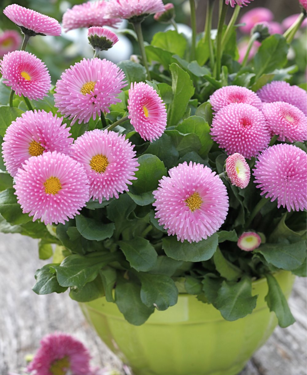 Маргаритка Bellis perennis