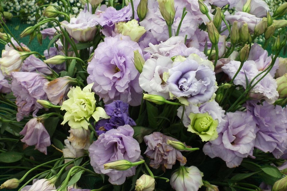 Эустома (Lisianthus)