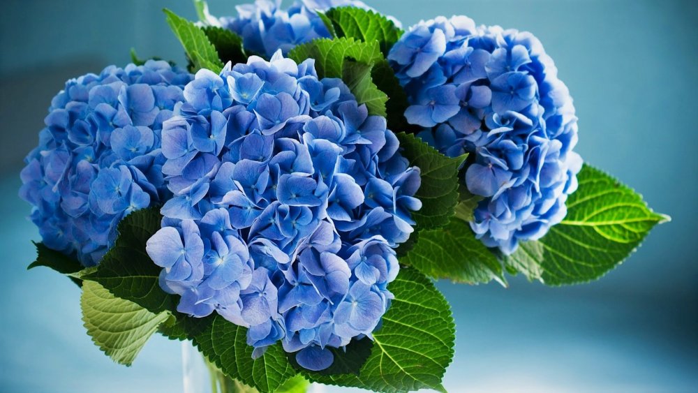 Hydrangea букет