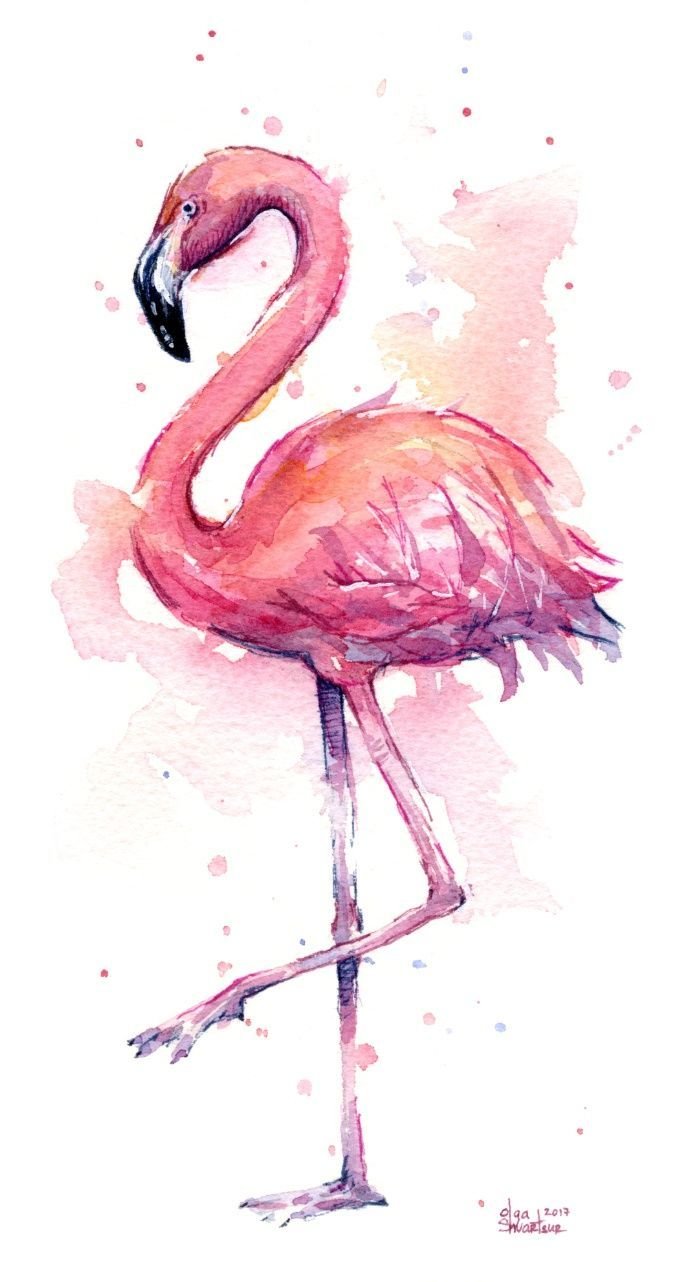 Фламинго картинки