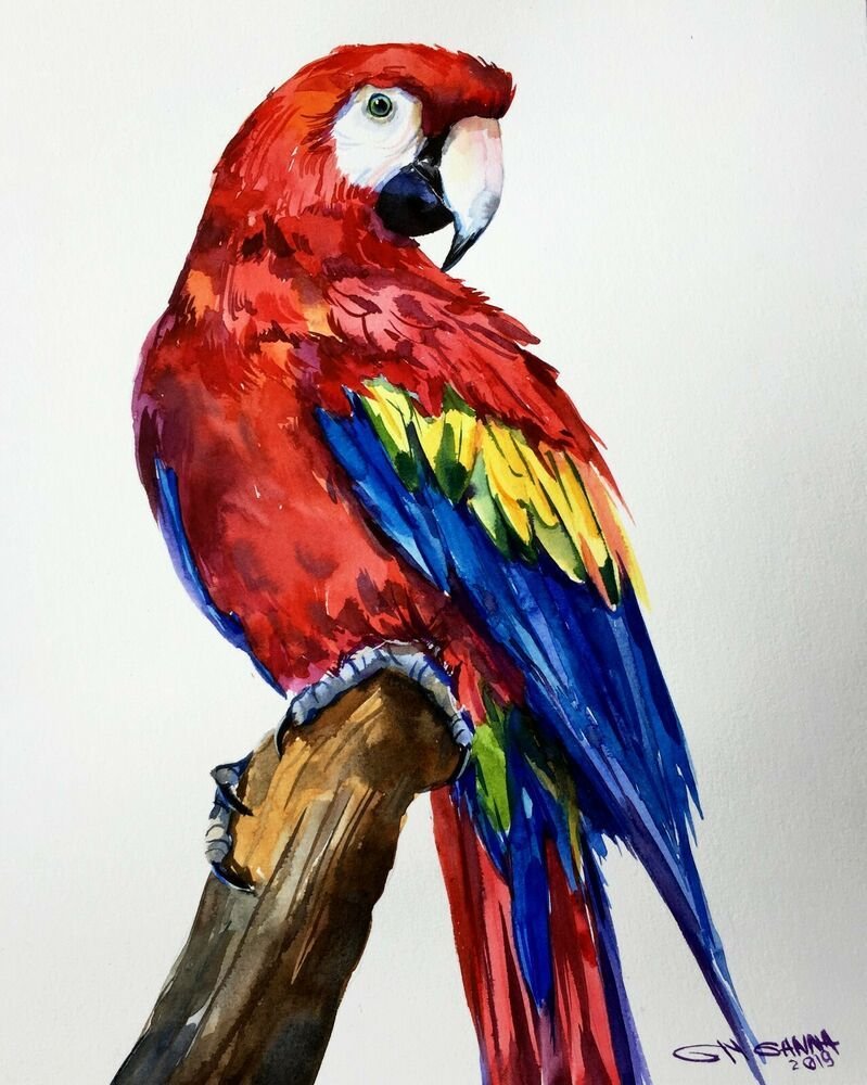 Рисовать попугая