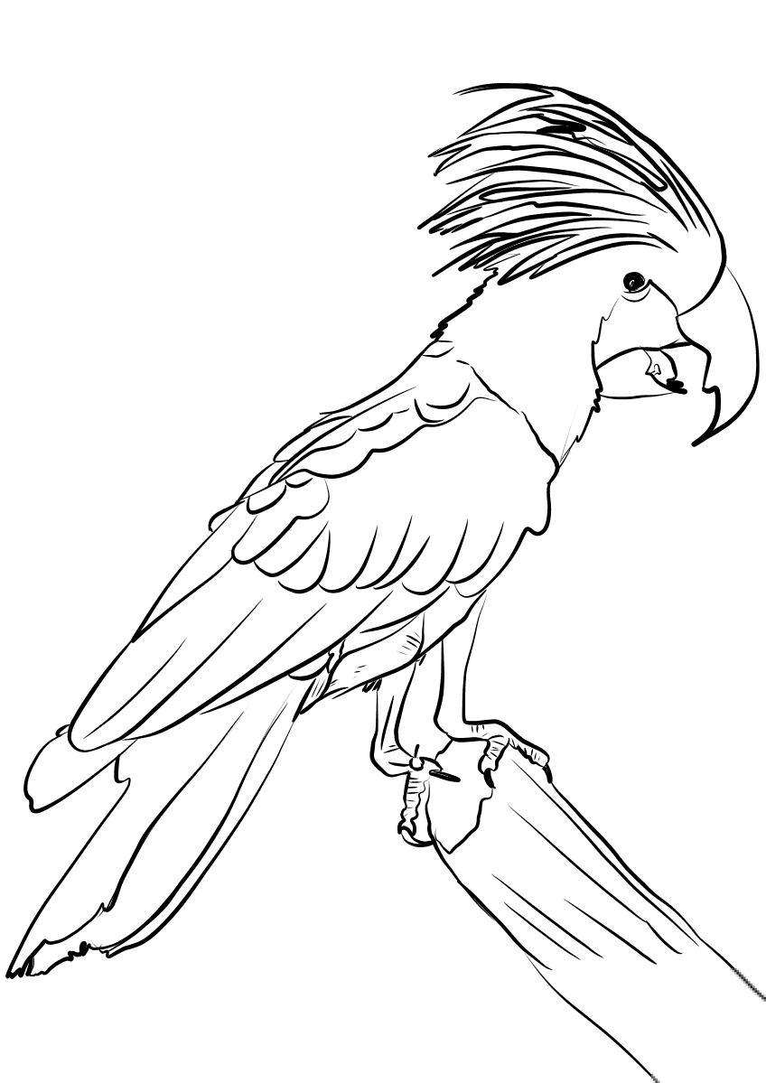 Рисунок попугая