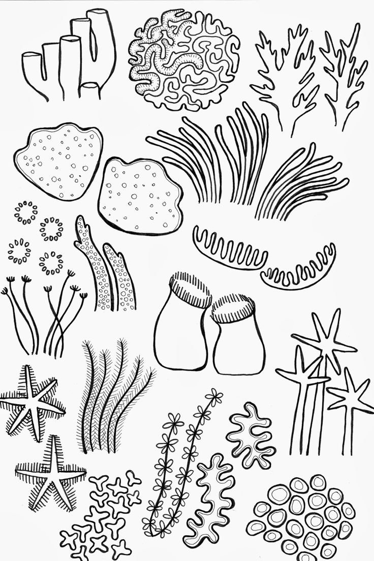 Морские водоросли на белом фоне