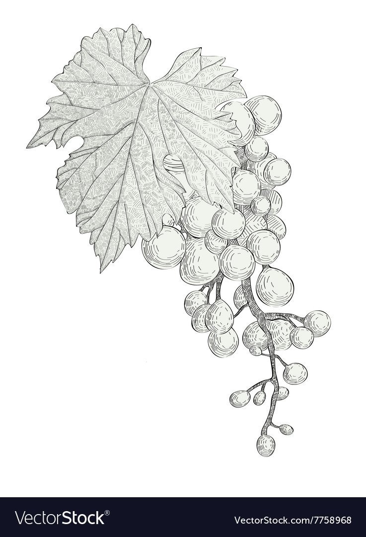 Виноградные листья набросок