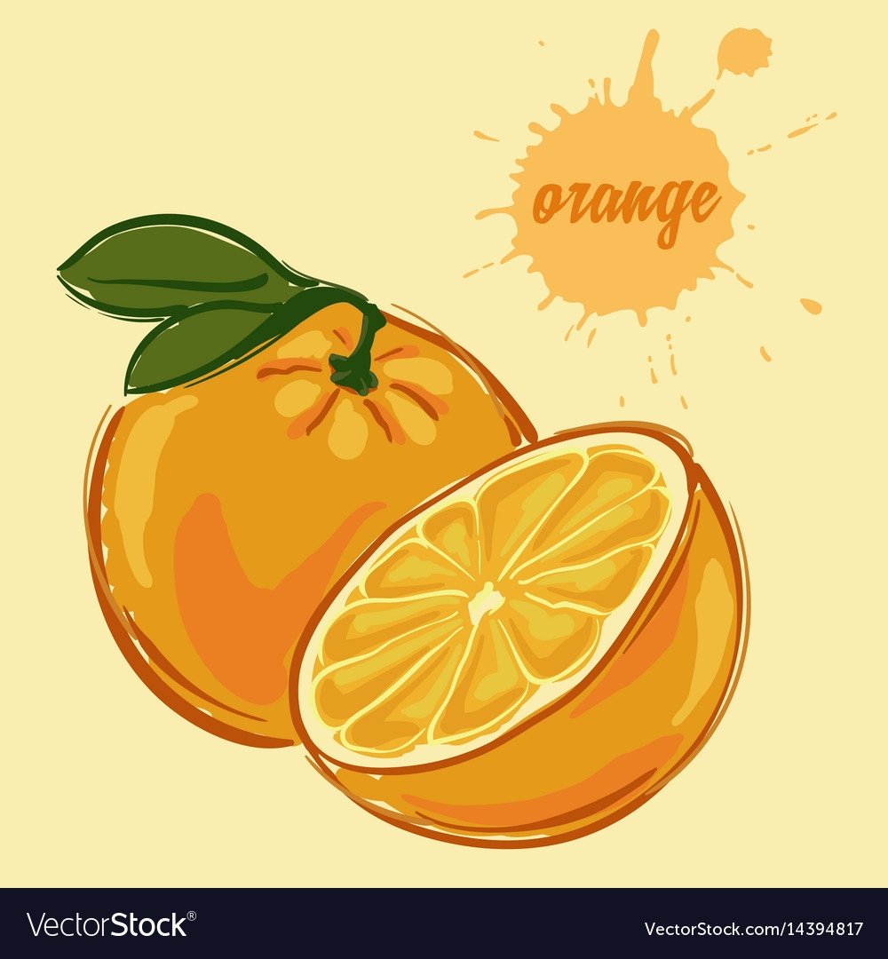 Апельсин hand drawn