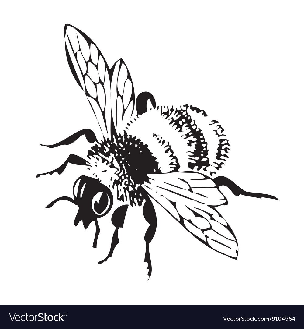 Пчела на цветке гравюра