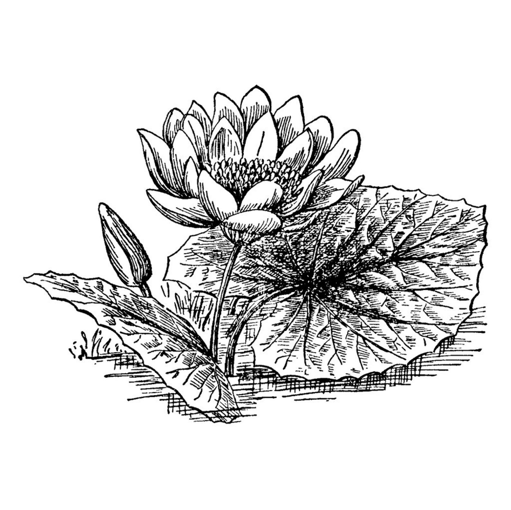 Ботаническая гравюра кувшинки