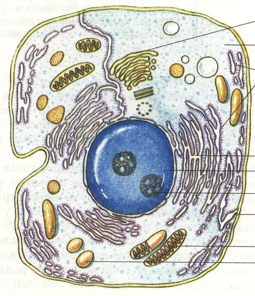 Модель клетки клетки биология 5 класс